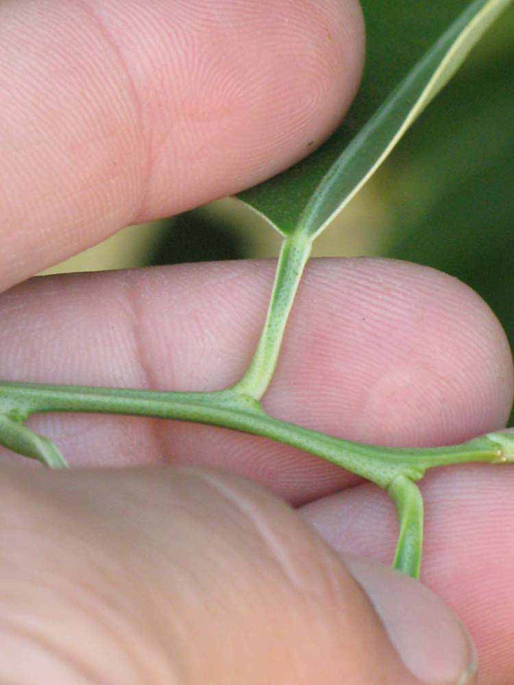              Petiole (Winter Haven, FL)       